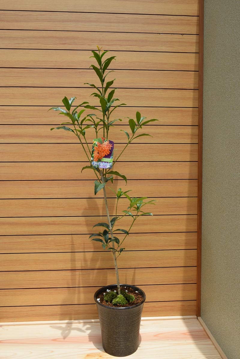 Amazon.co.jp: キンモクセイ鉢植え : DIY・工具・ガーデン